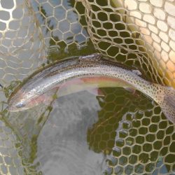 大安トラウトレイク 釣果